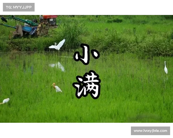 小满节气:在渐暖的风中感悟生命的节奏与生长的力量 小满节气:在渐暖的风中感悟生命的节奏与生长的力量